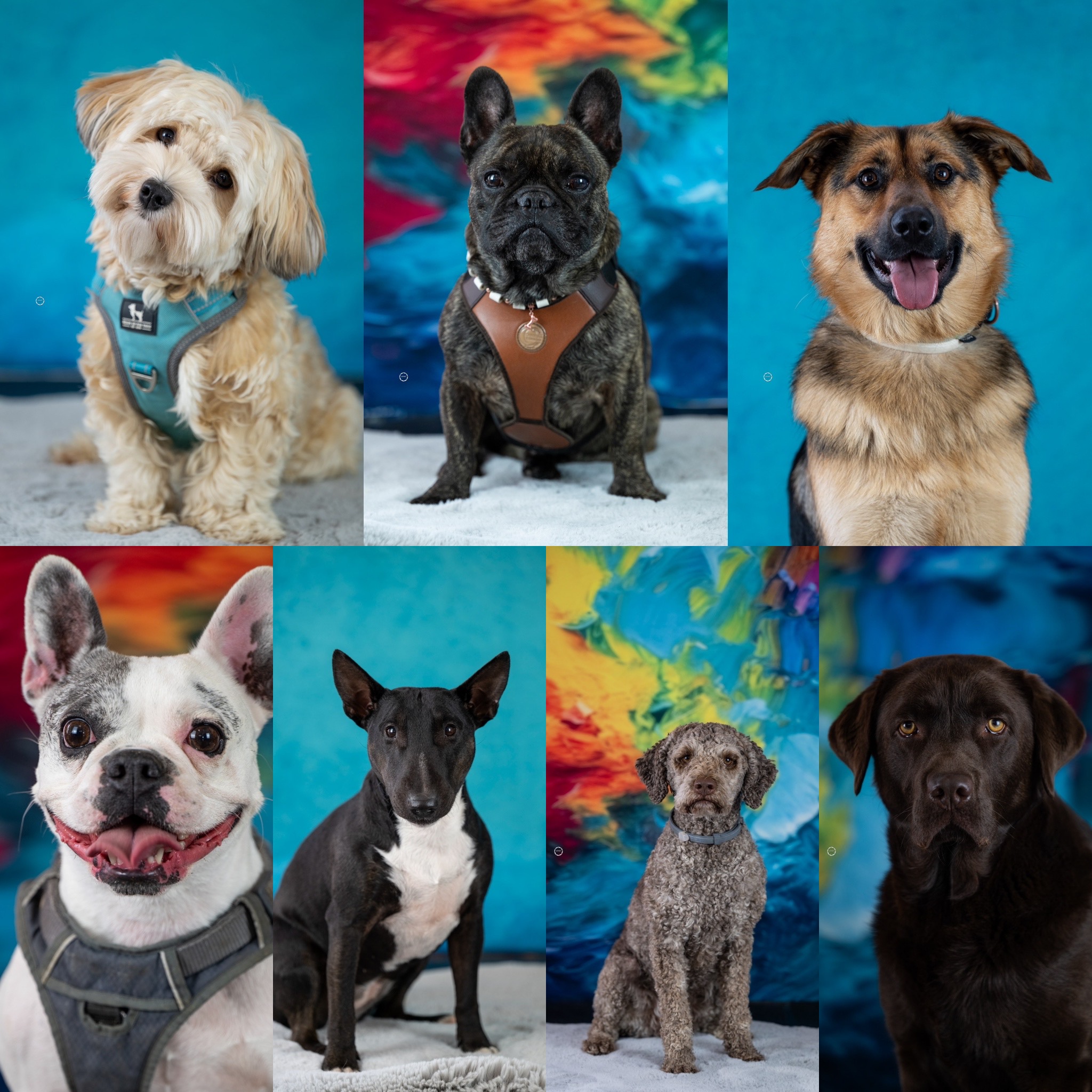 Sophart Photography Hunde Fotografie