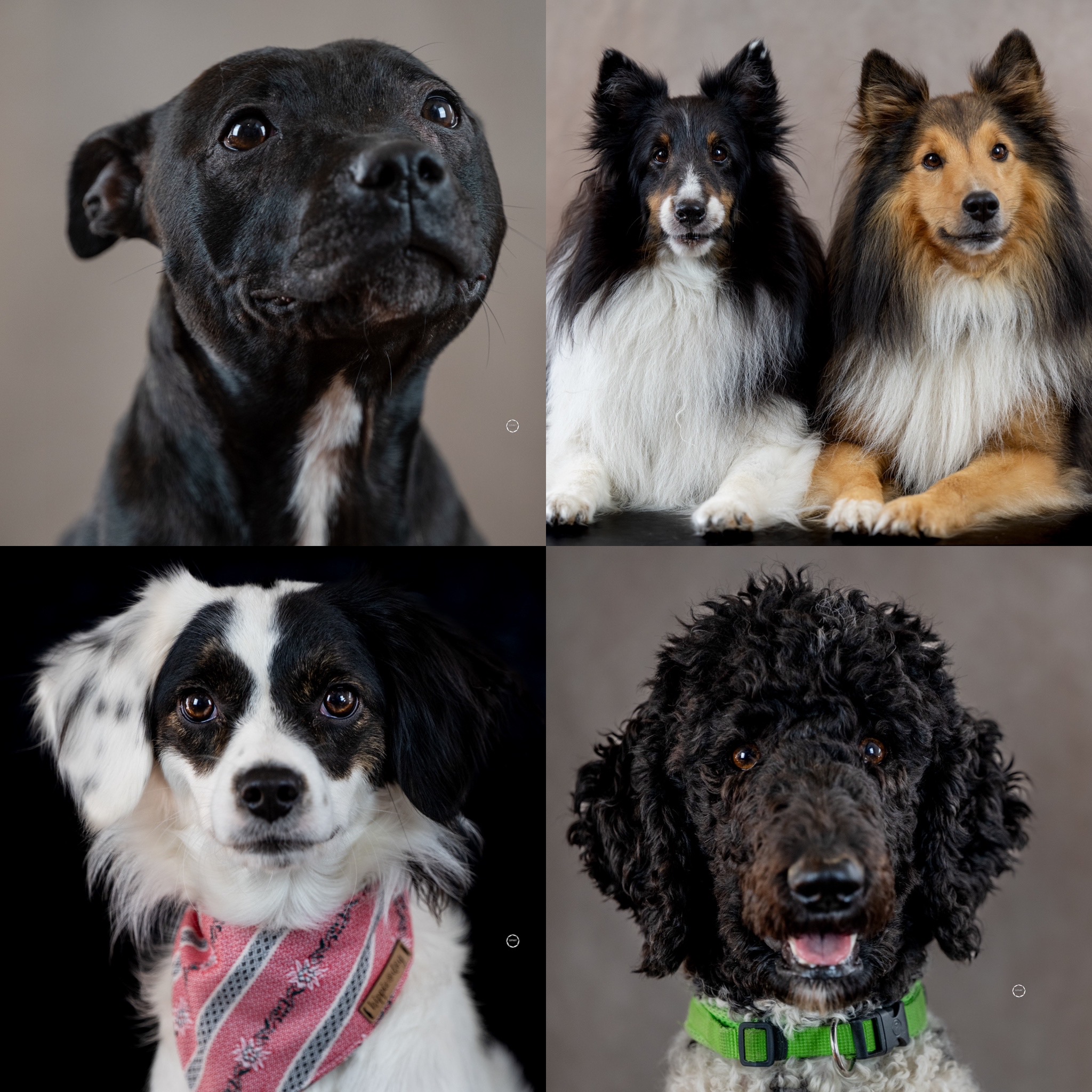 Sophart Photography Hunde Fotografie