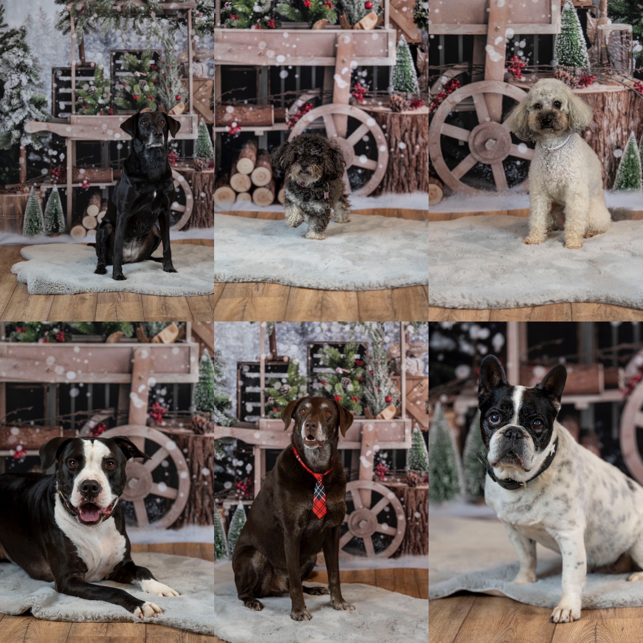 Sophart Photography Hunde Fotografie