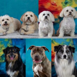 Sophart Photography Hunde Fotografie