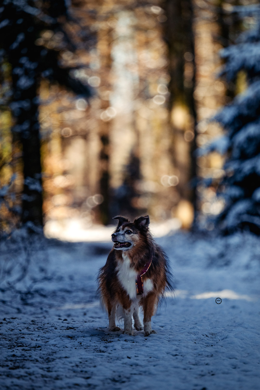 Sophart Photography Hunde Fotografie