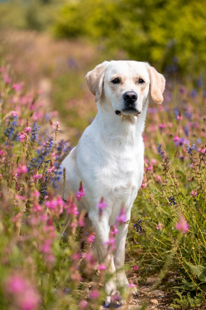 Sophart Photography Hundefotografin