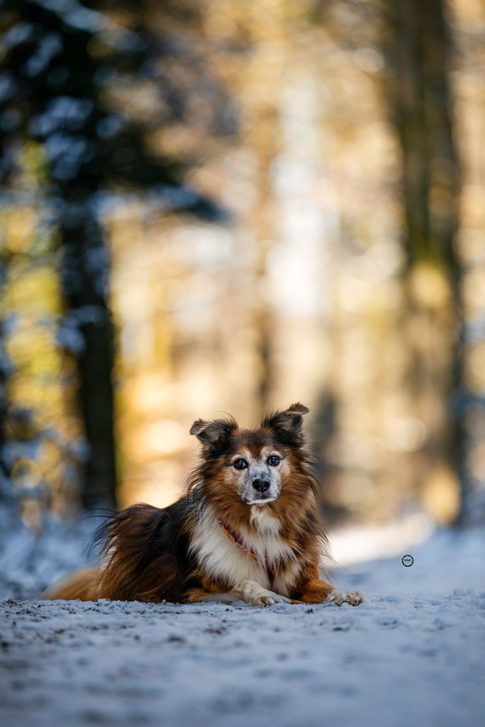 Sophart Photography Hunde Fotografie