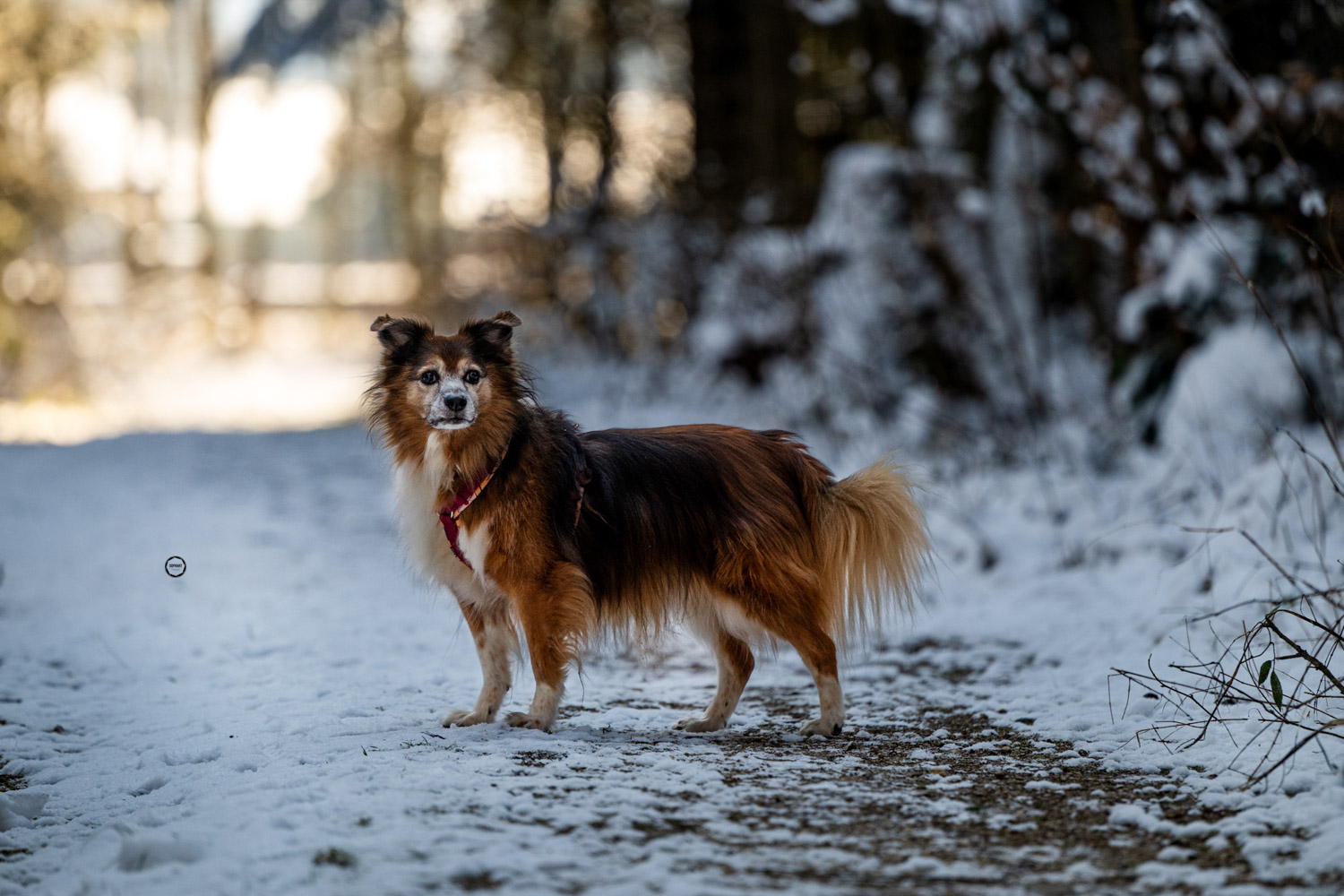 Sophart Photography Hunde Fotografie