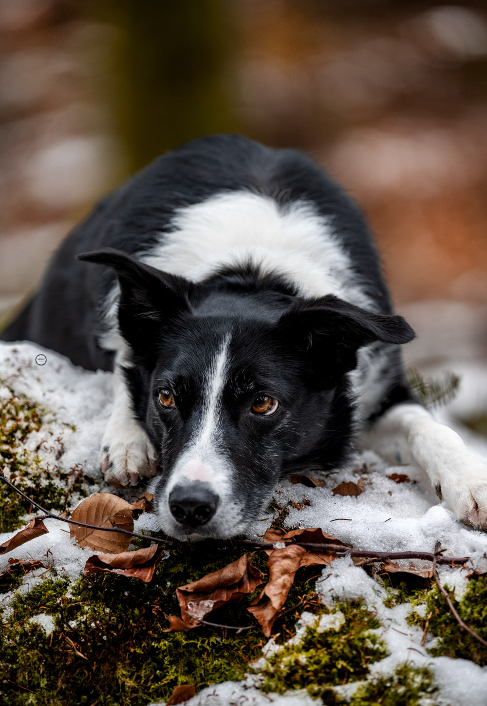 Sophart Photography Hunde Fotografie