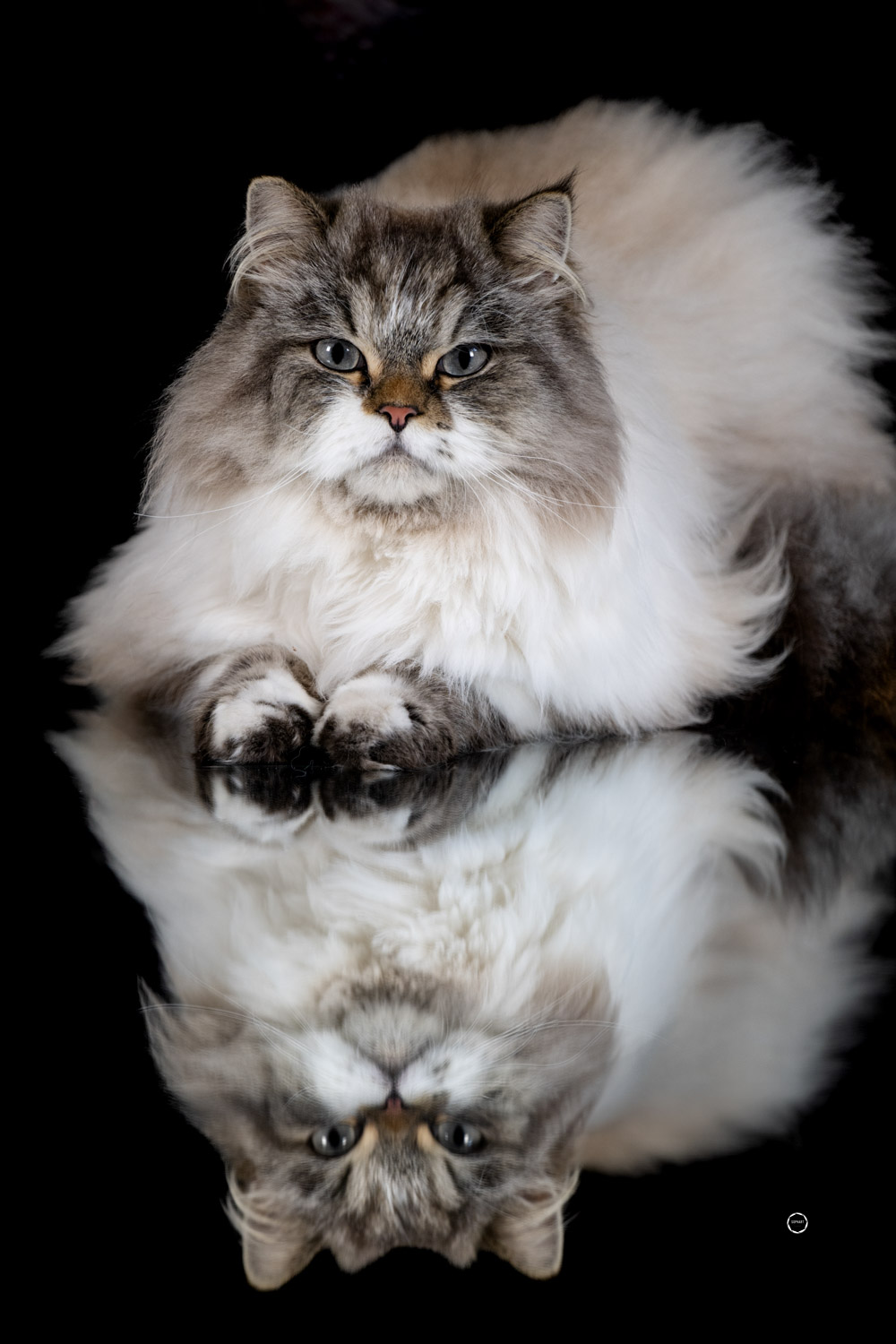 Sophart Photography Katzen Fotografie