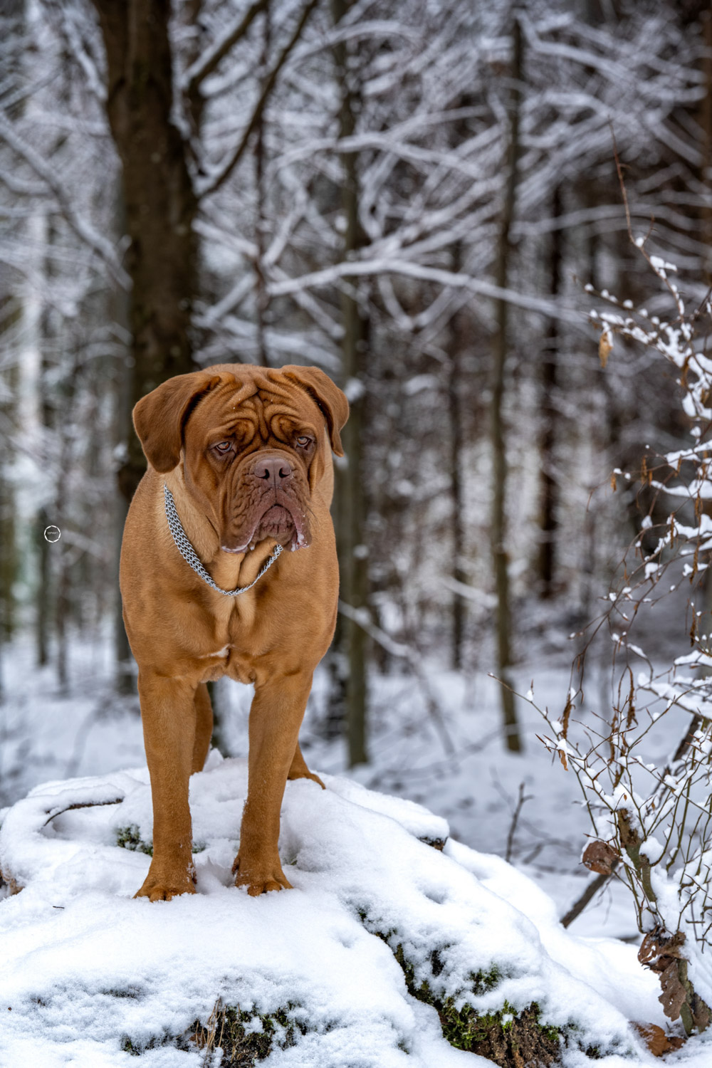 Sophart Photography Hunde Fotografie