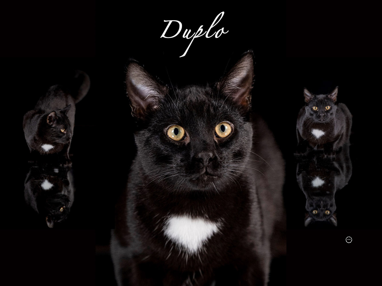 Sophart Photography Katzen Fotografie