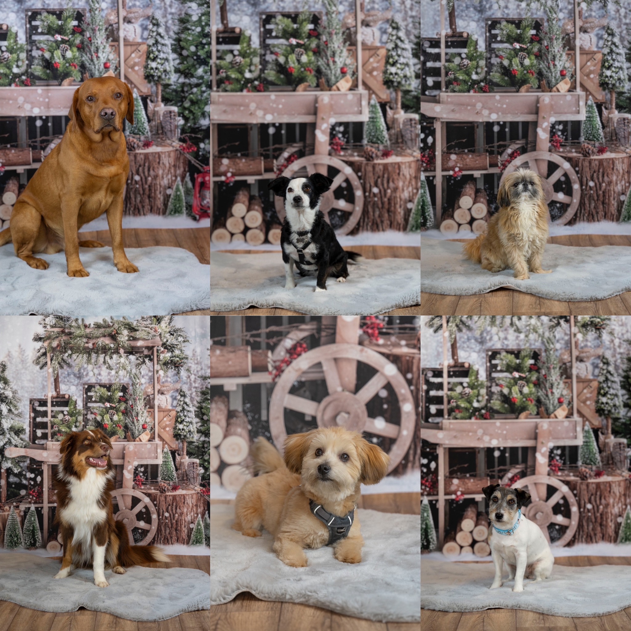 Sophart Photography Hunde Fotografie