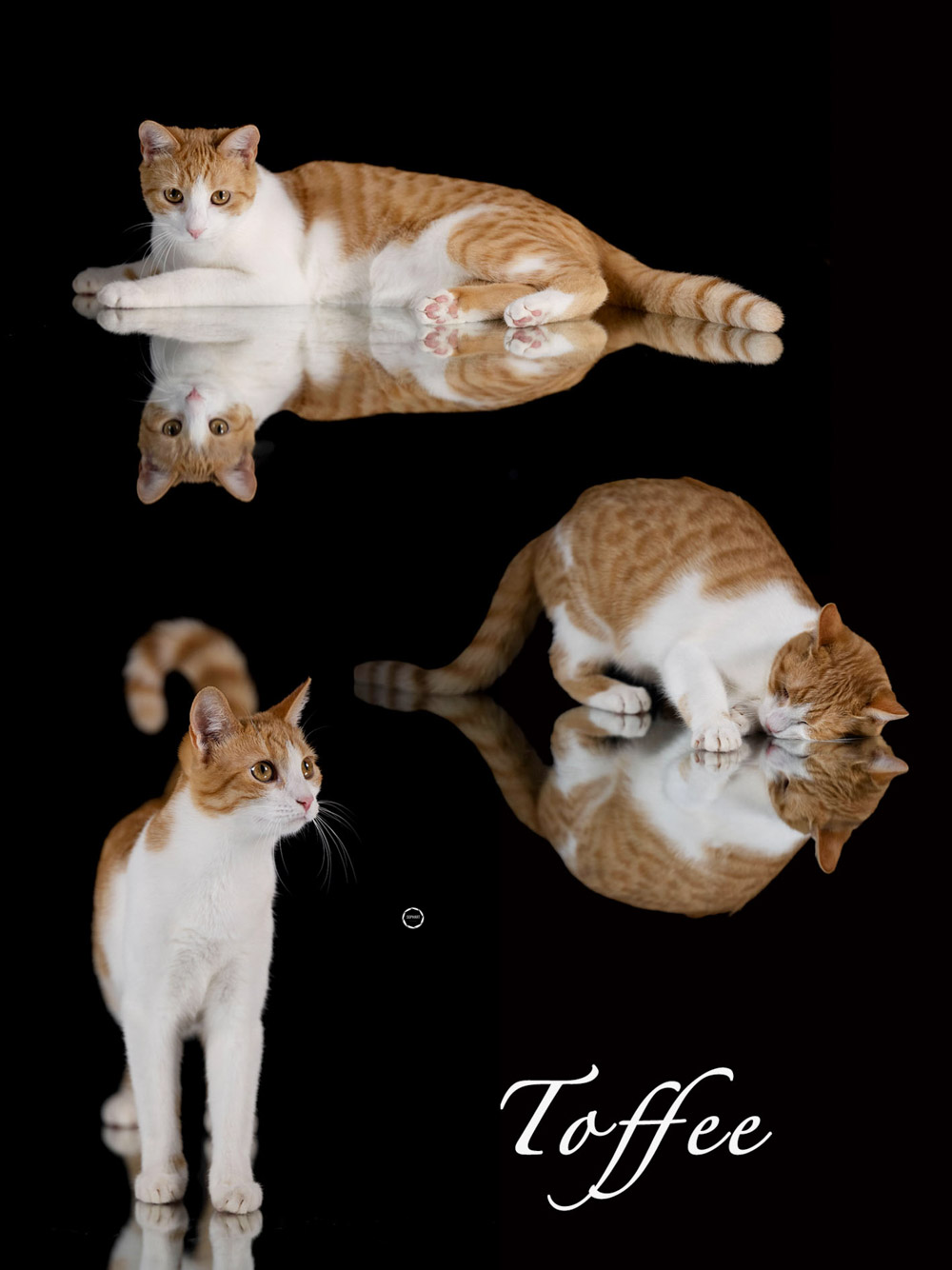 Sophart Photography Katzenfotografie