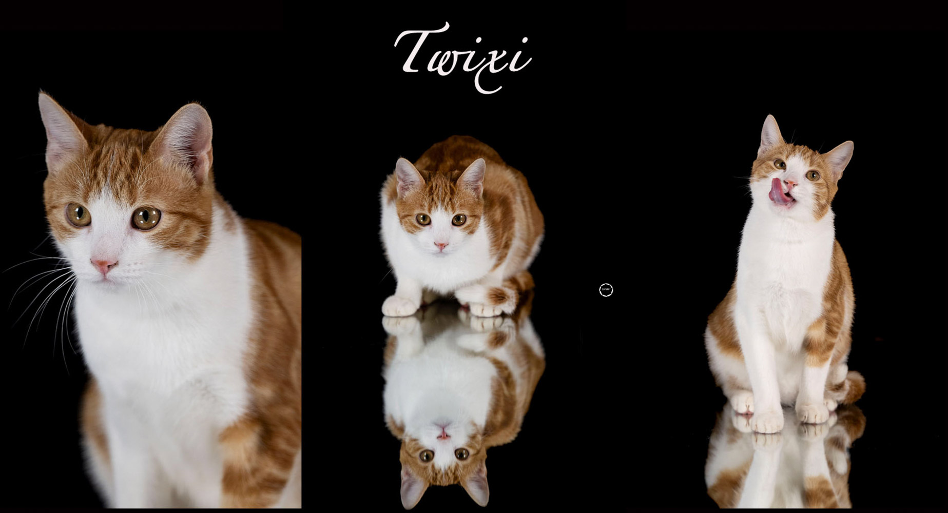 Sophart Photography Katzen Fotografie