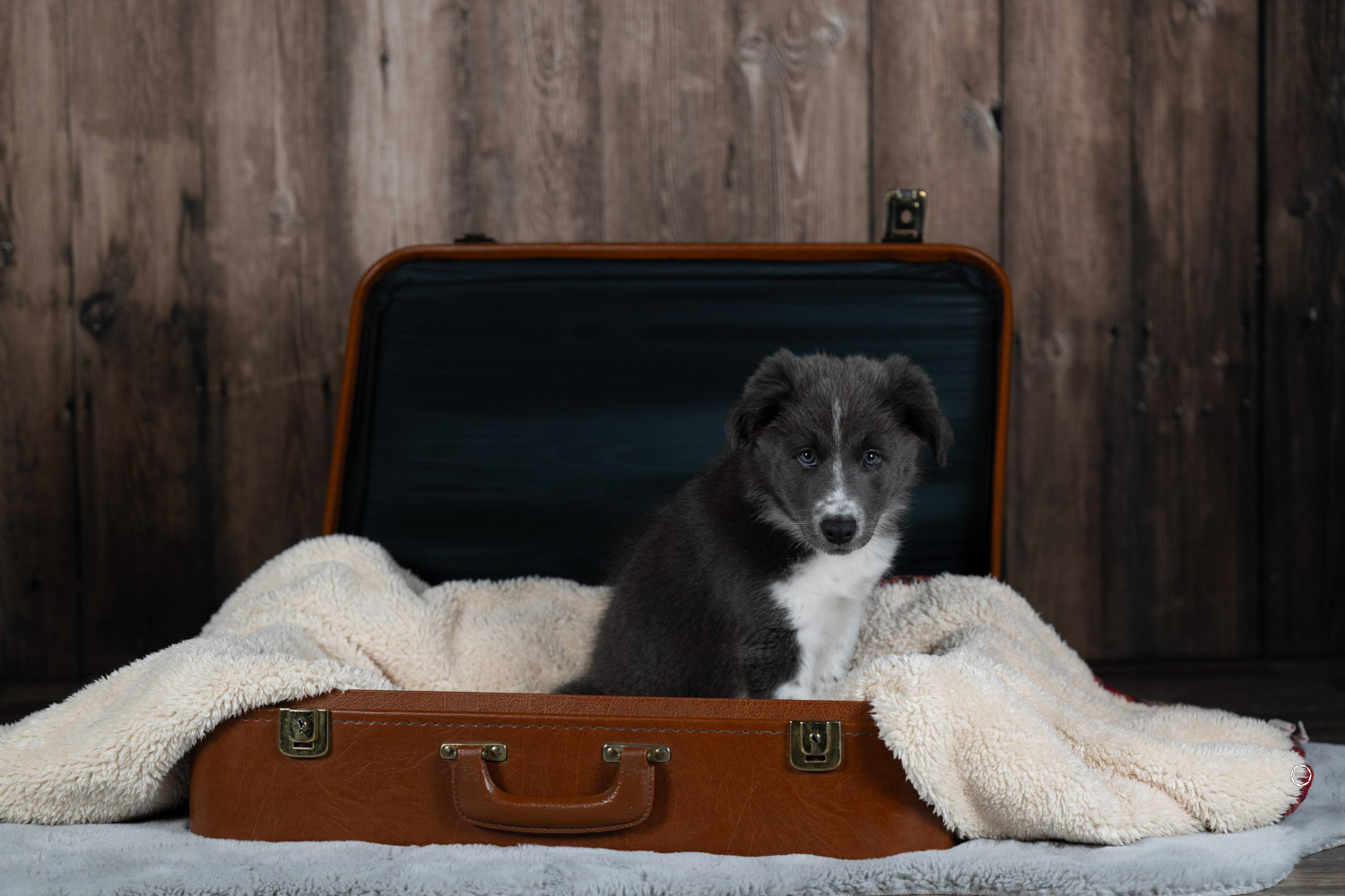 Sophart Photography Hunde Fotografie