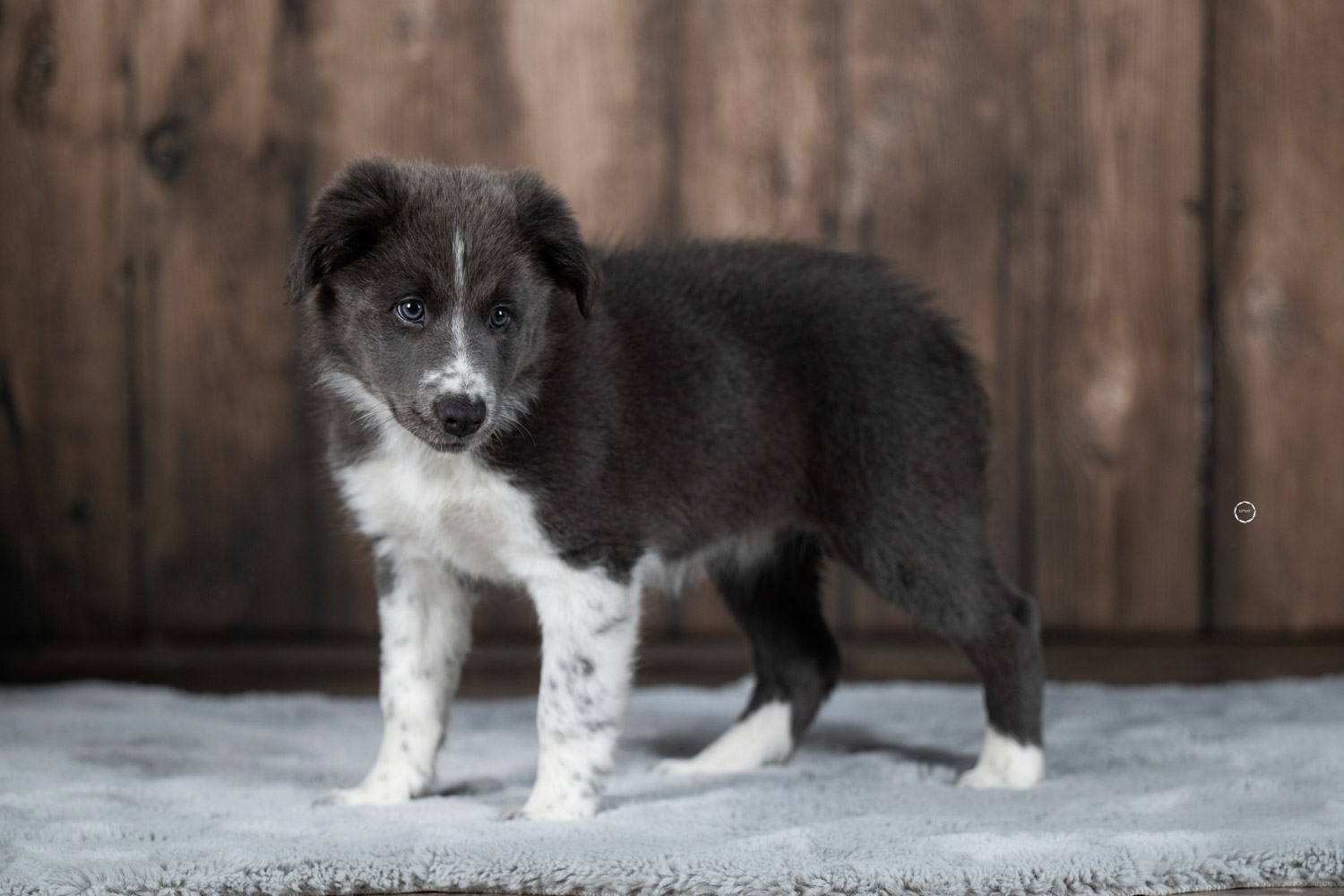 Sophart Photography Hunde Fotografie