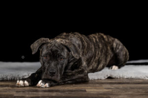 Sophart Photography Welpenfotografie