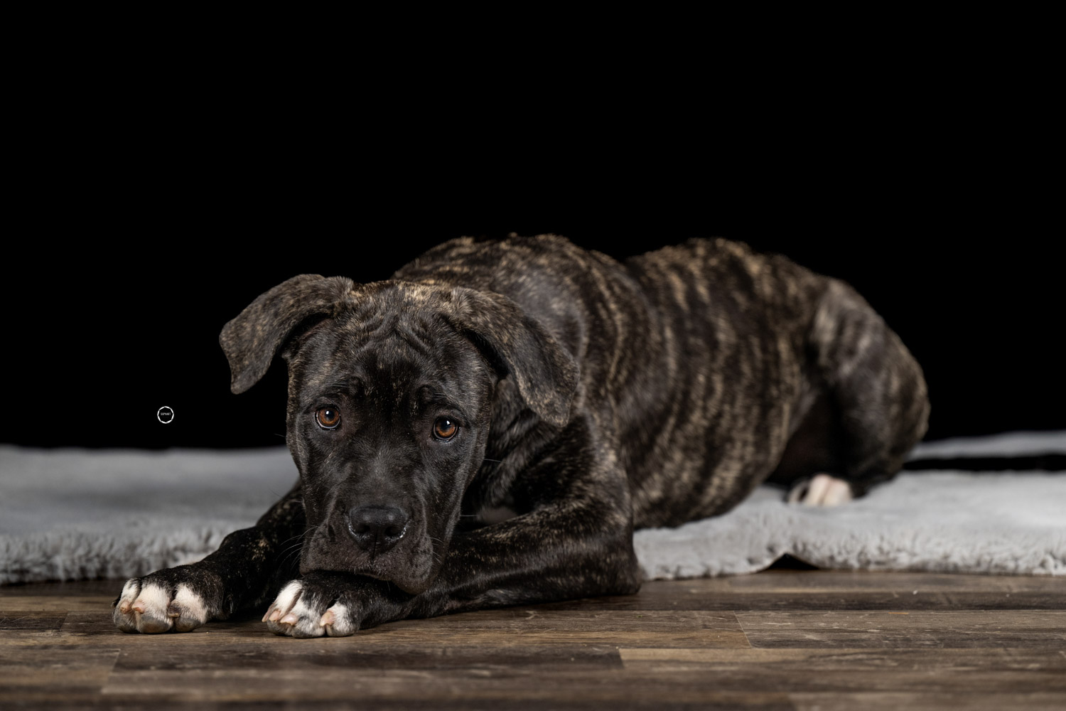 Sophart Photography Welpenfotografie