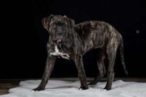 Sophart Photography Welpenfotografie