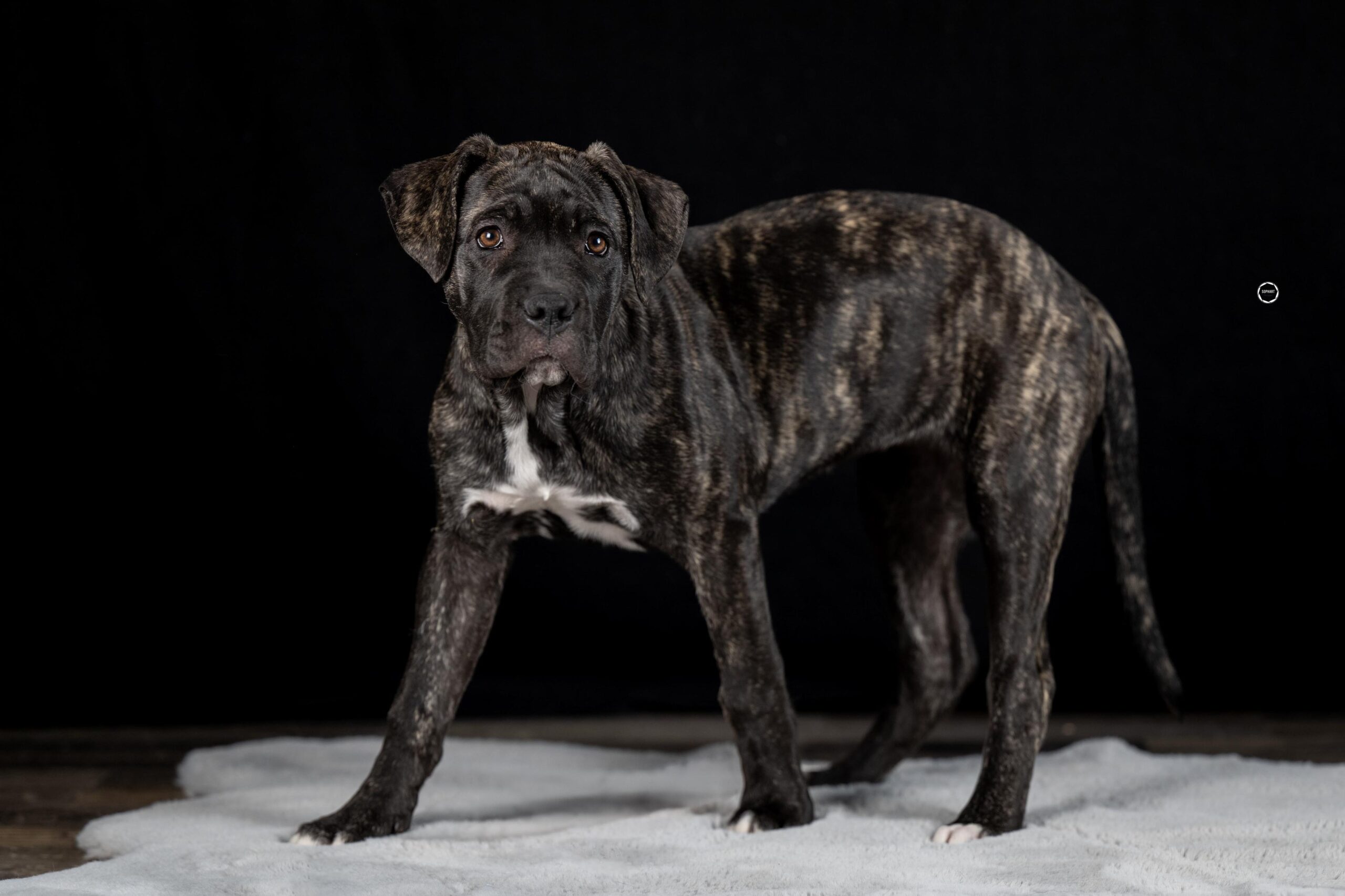 Sophart Photography Welpenfotografie