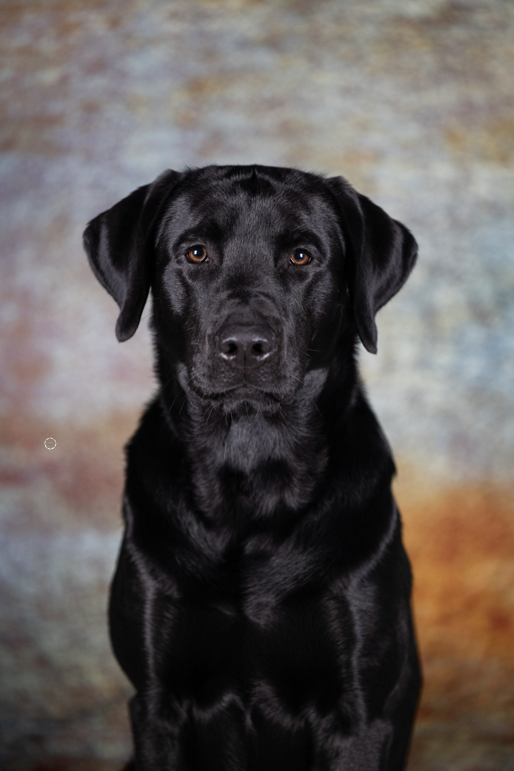 Sophart Photography Hundefotografie im Studio