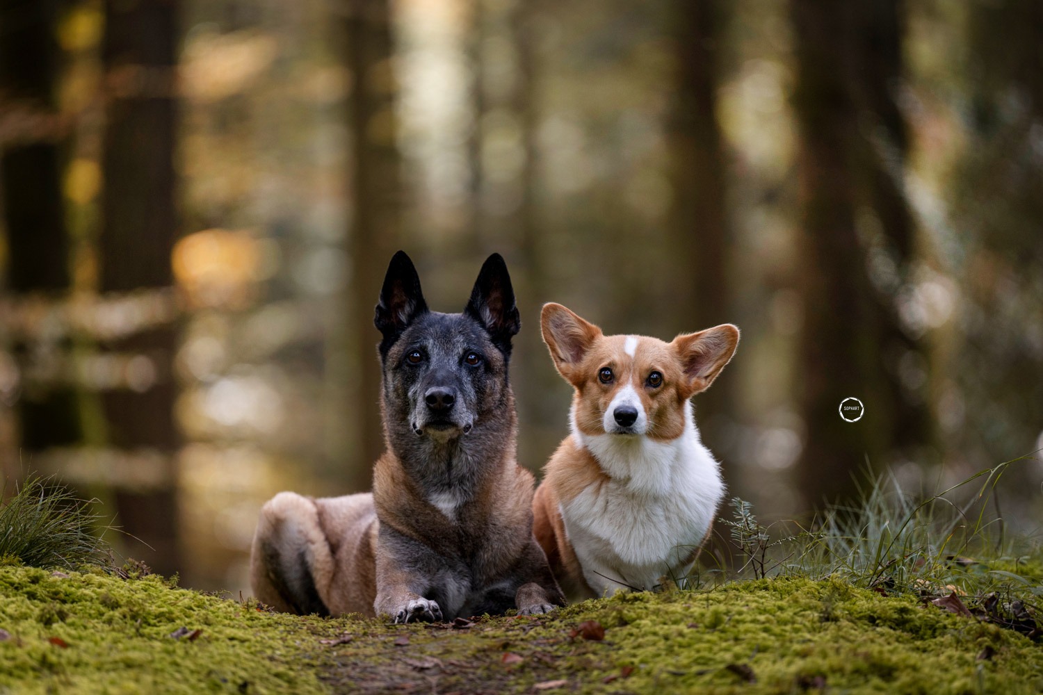 Sophart Photography Hunde Fotografie