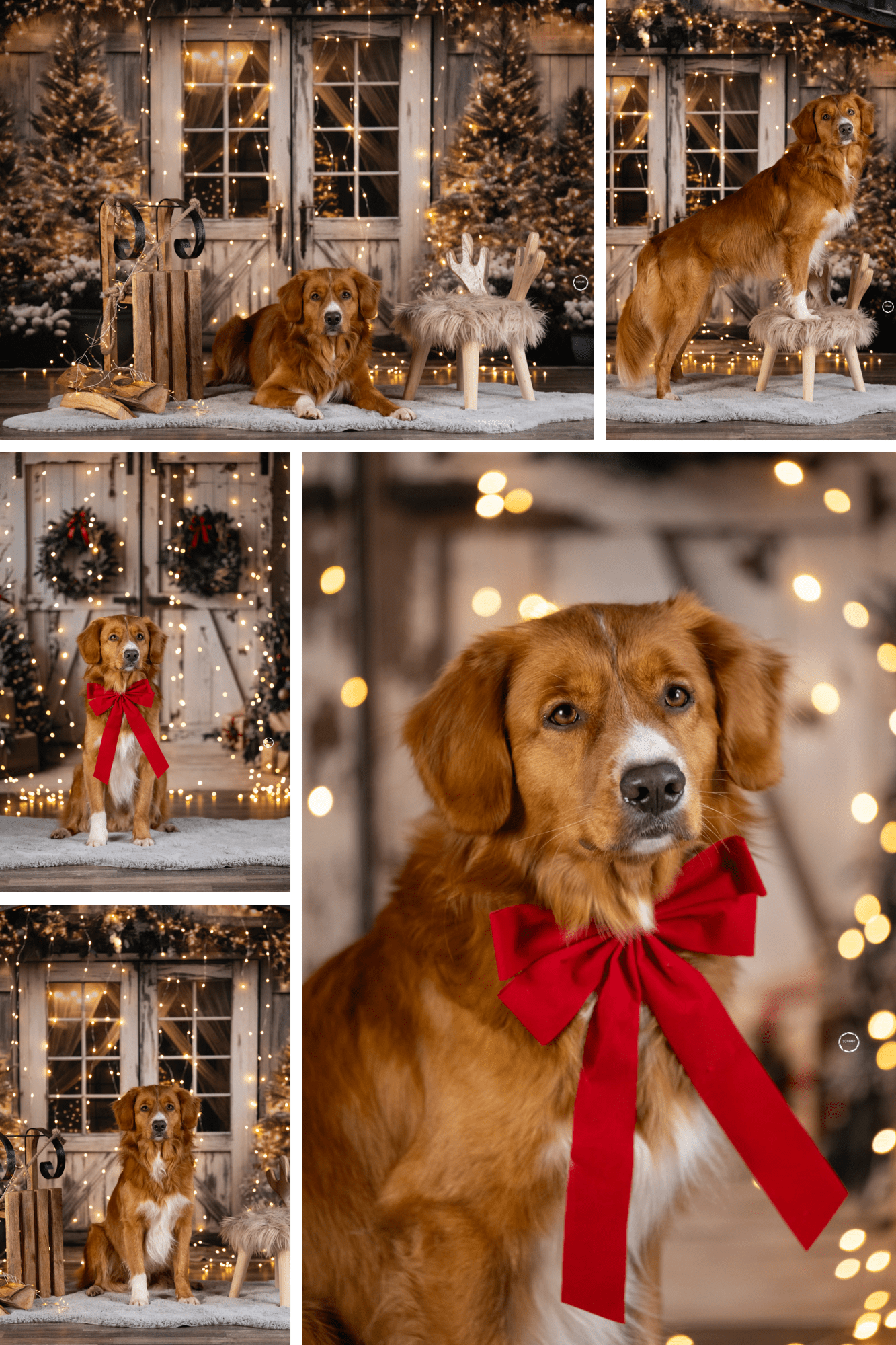 Sophart Photography Hundefotografin