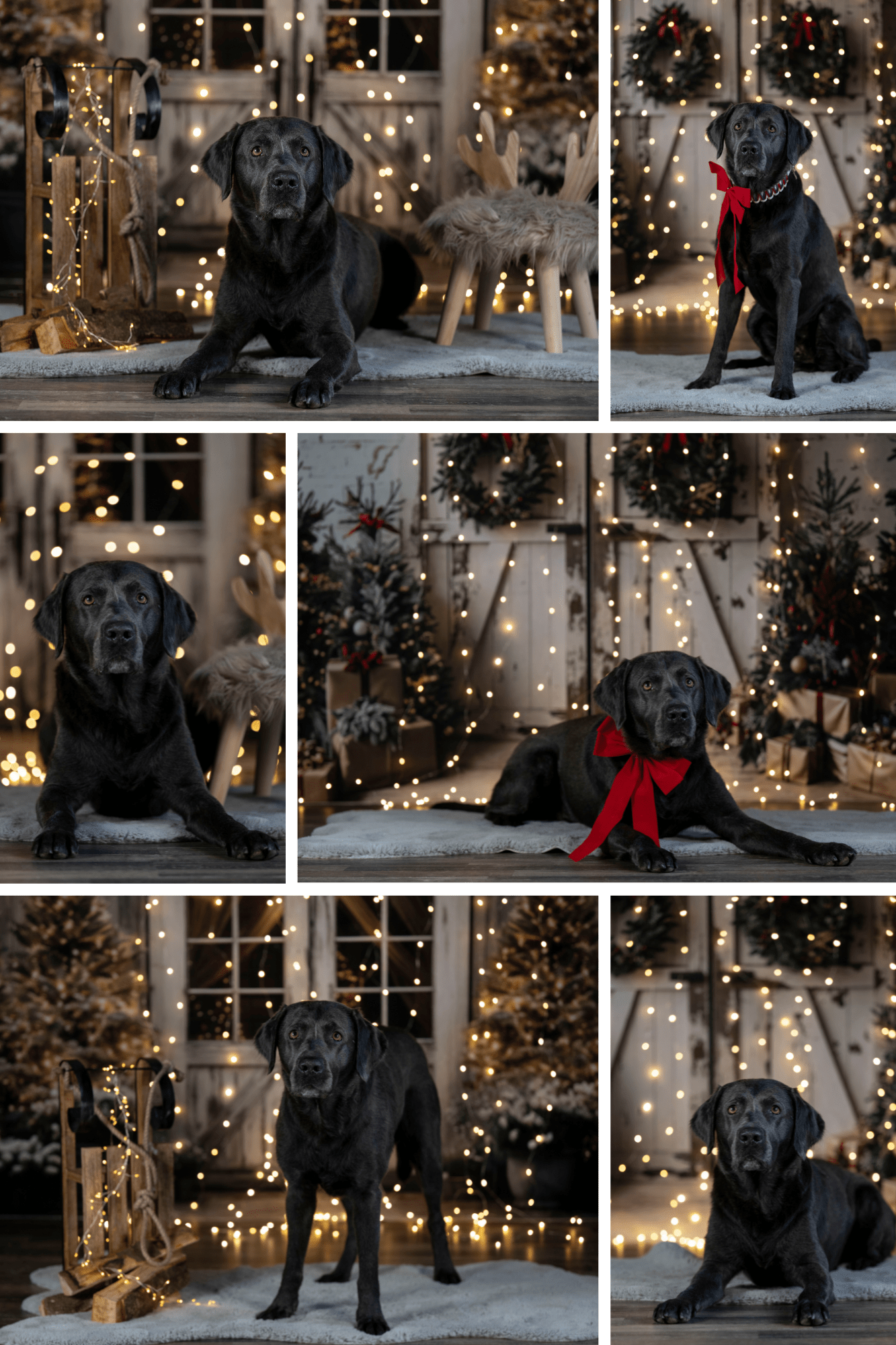 Sophart Photography Hunde Fotografie Weihnachten