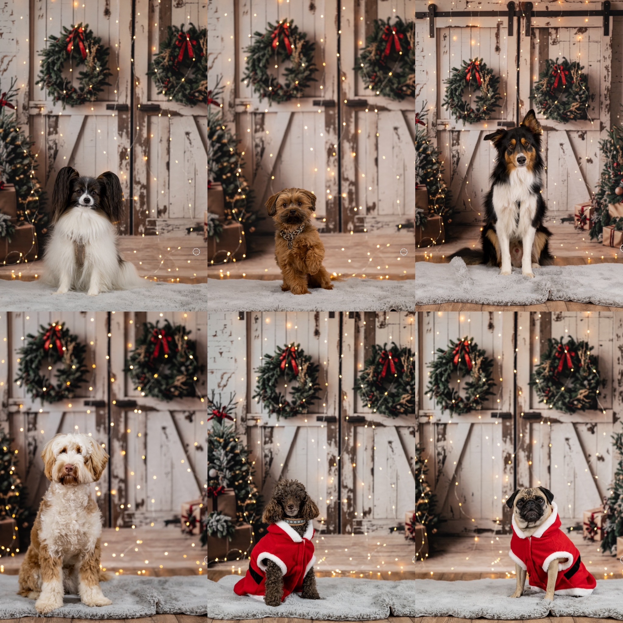 Sophart Photography Hunde Fotografie