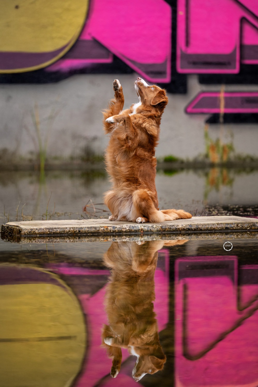 Sophart Photography Hundefotografin