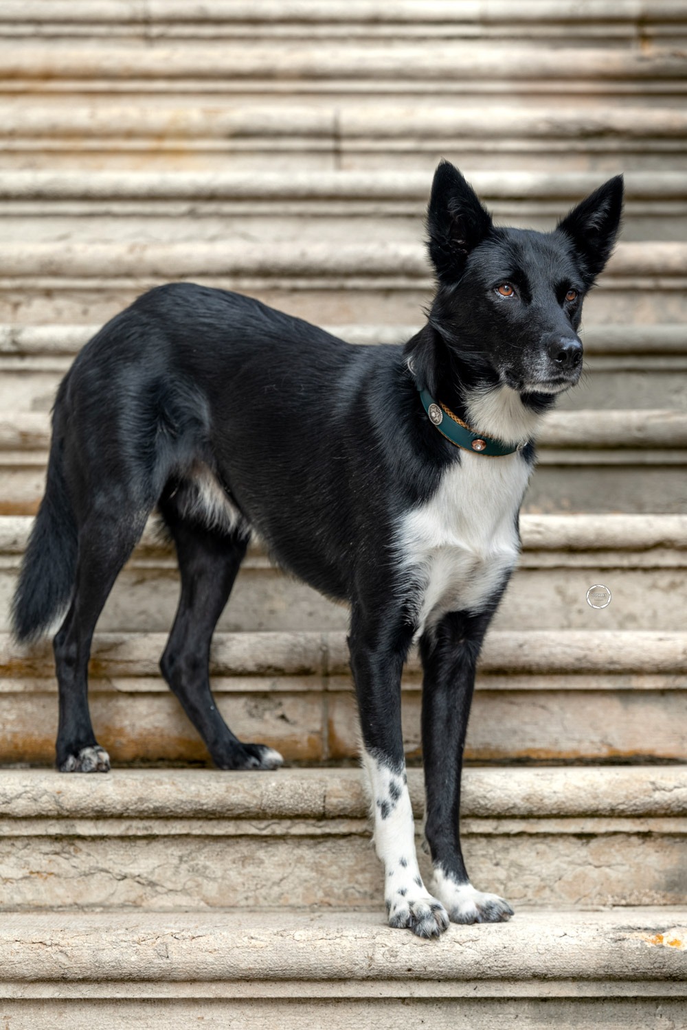 Sophart Photography Hunde Fotografie