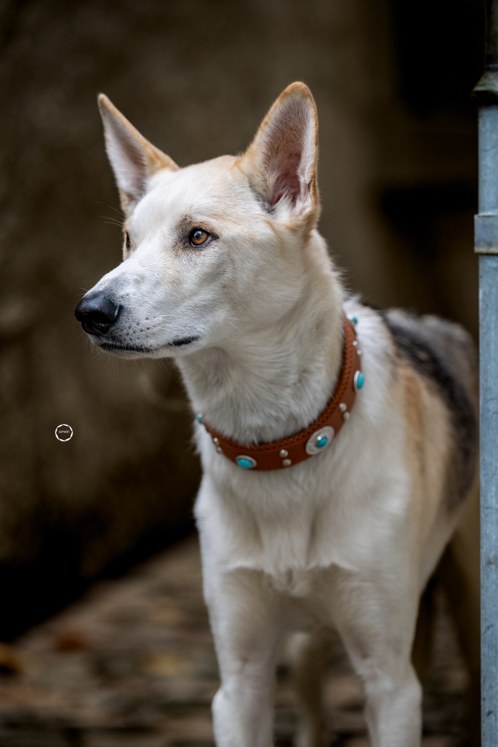 Sophart Photography Hunde Fotografie