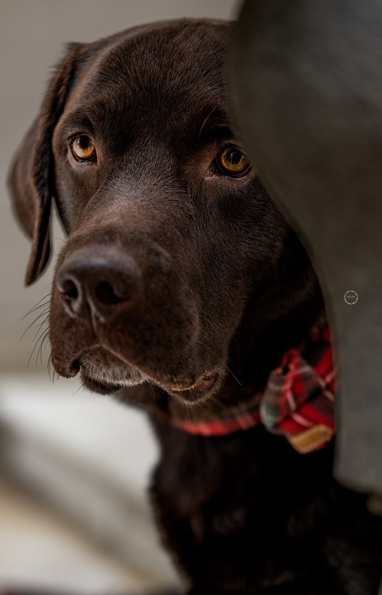 Sophart Photography Hunde Fotografie