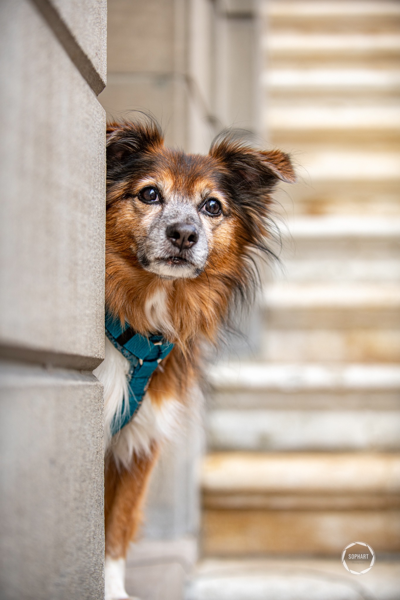Sophart Photography Hundefotografin
