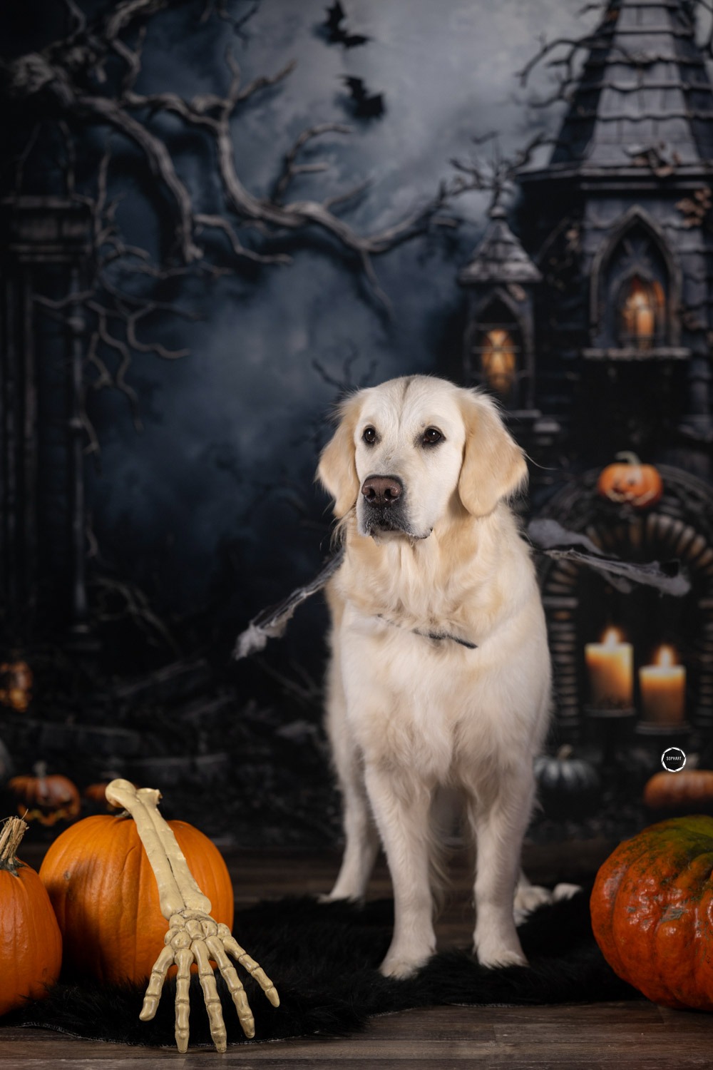 Sophart Photography Hunde Fotografie