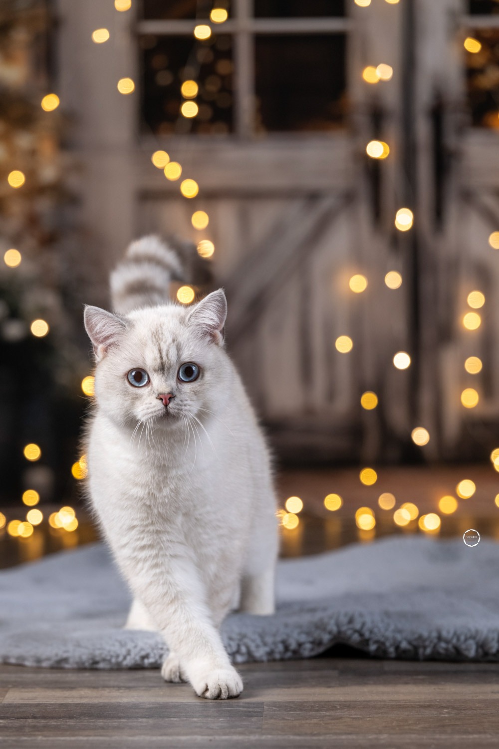 Sophart Photography Katzen Fotografie