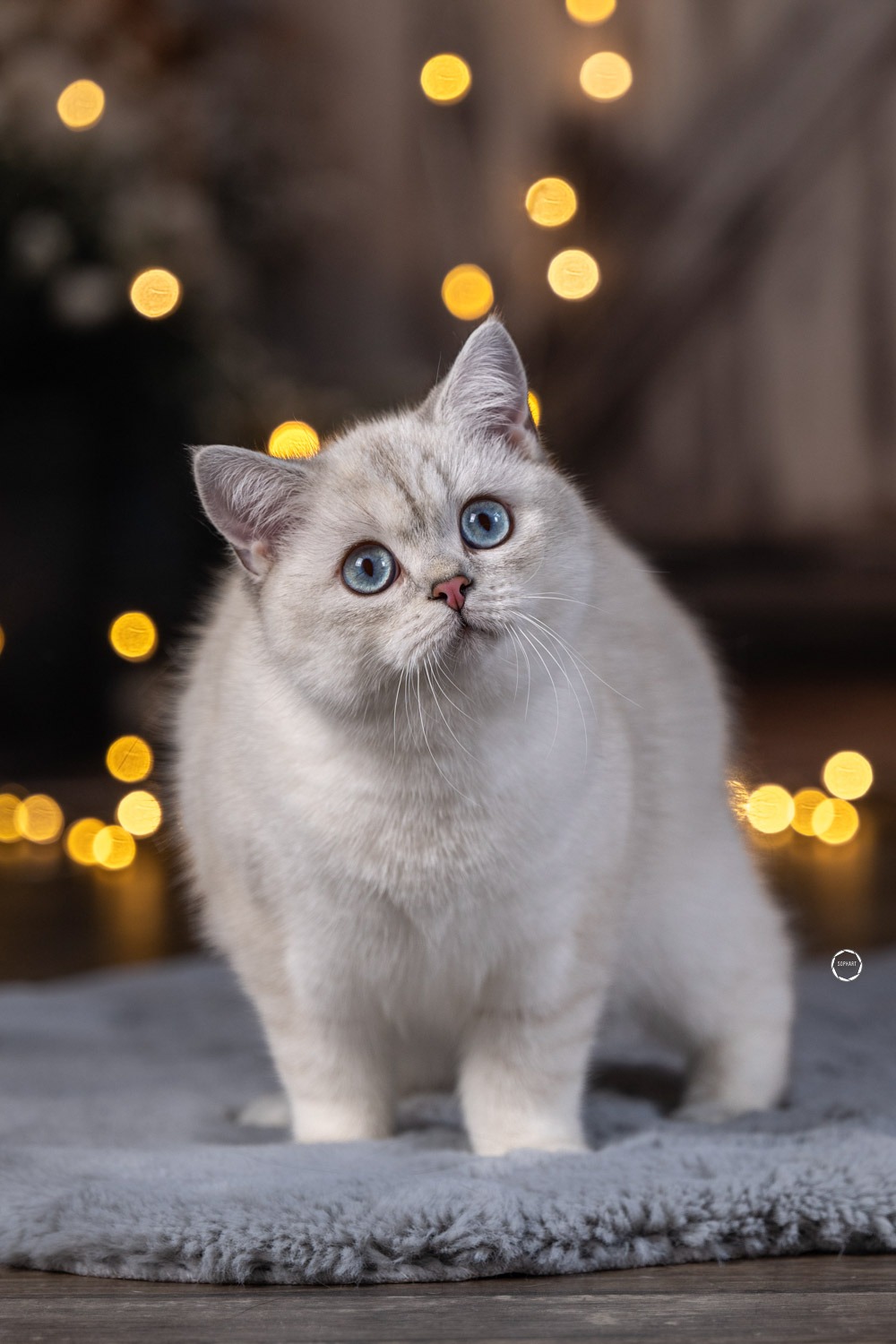 Sophart Photography Katzen Fotografie