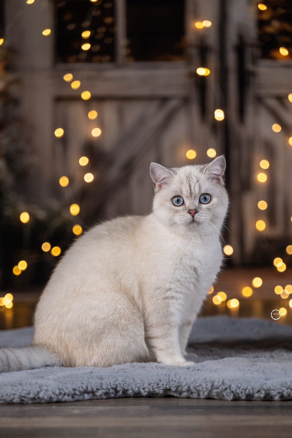 Sophart Photography Katzen Fotografie