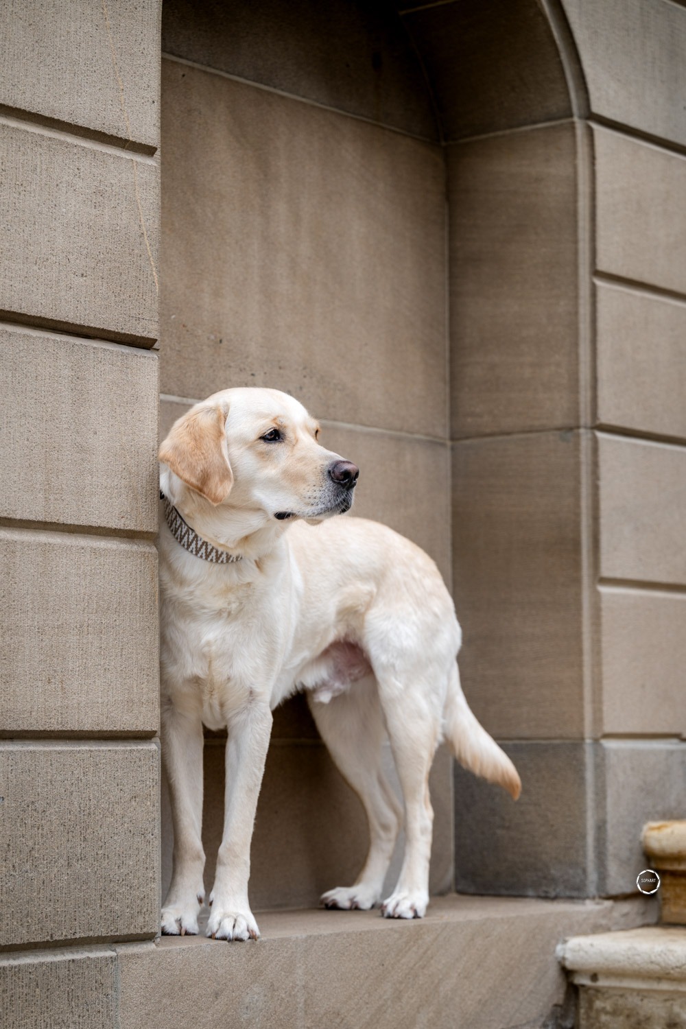 Sophart Photography Hunde Fotoshooting