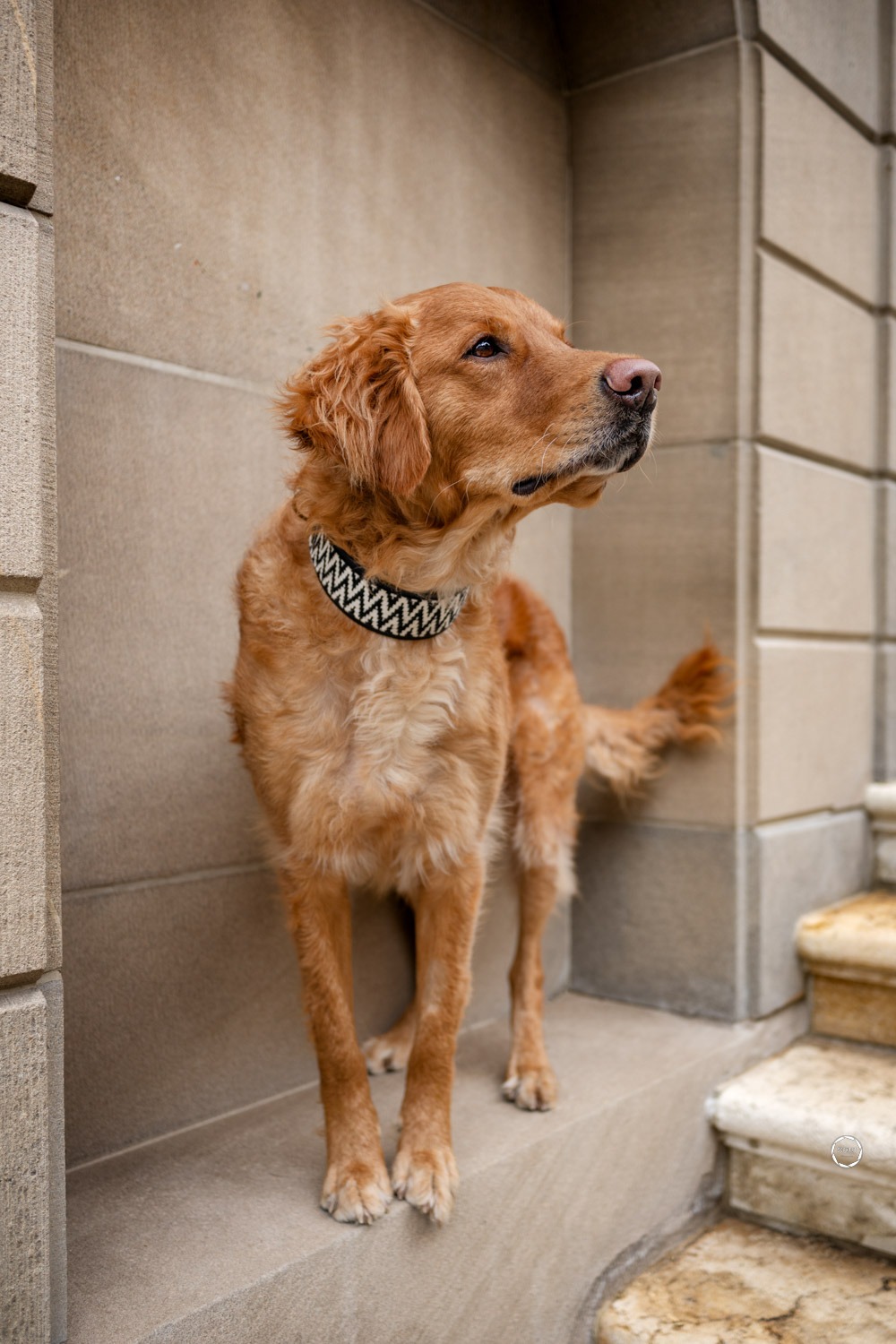 Sophart Photography Hunde Fotoshooting