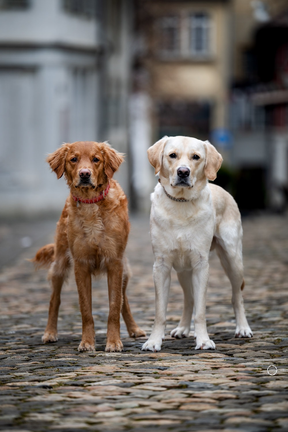 Sophart Photography Hunde Fotoshooting