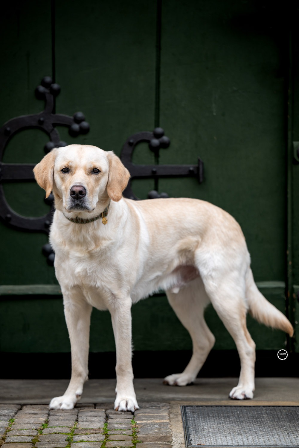 Sophart Photography Hunde Fotoshooting