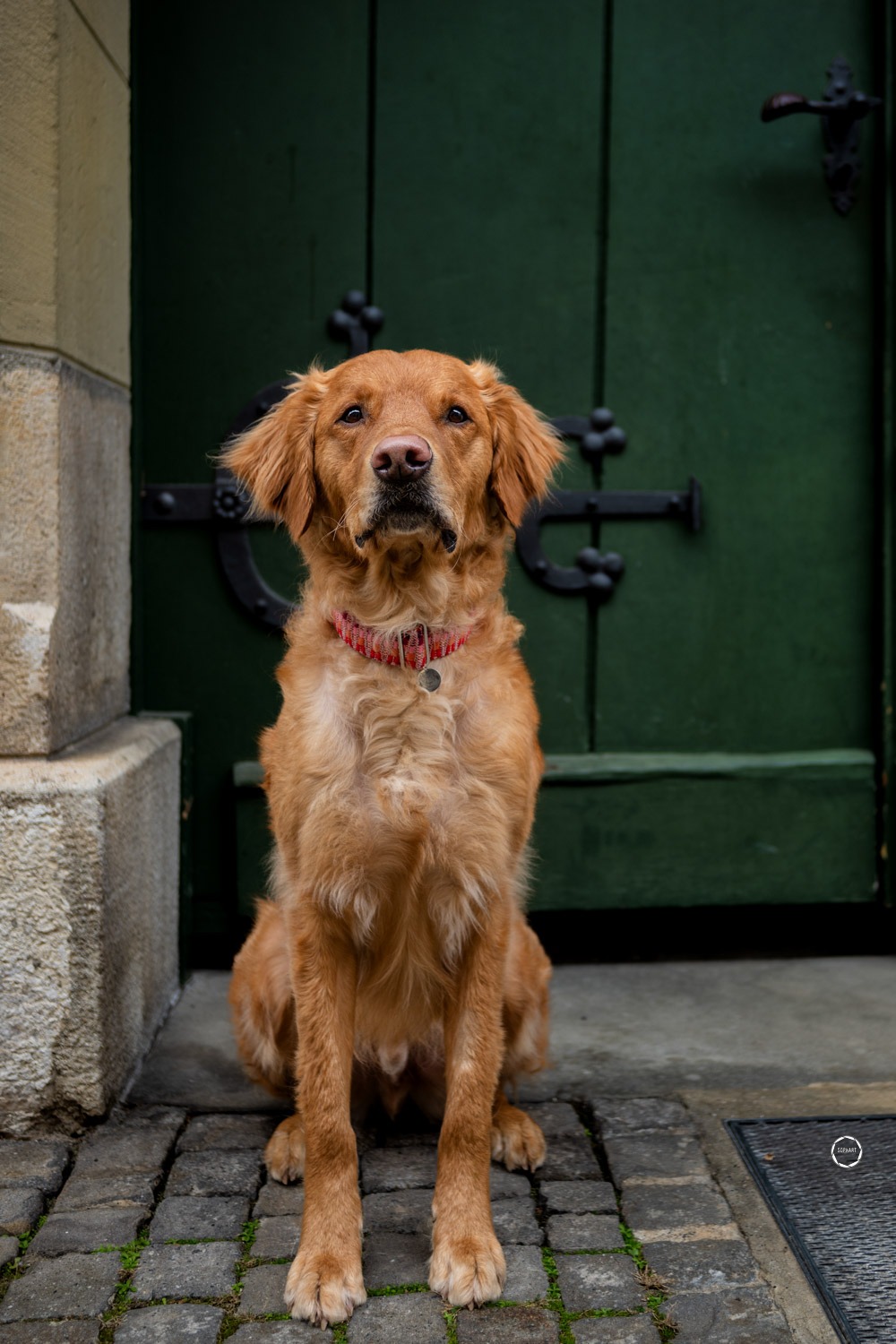 Sophart Photography Hunde Fotoshooting