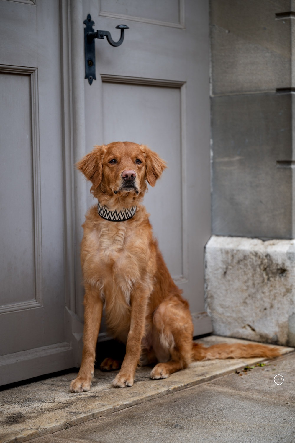 Sophart Photography Hunde Fotoshooting