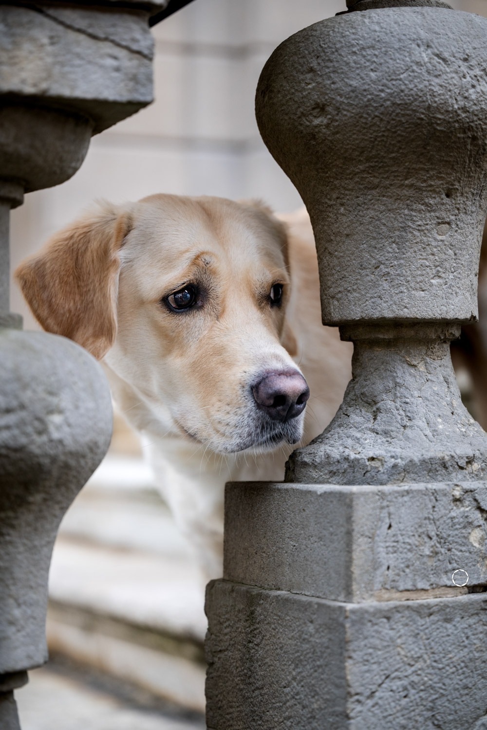 Sophart Photography Hunde Fotoshooting