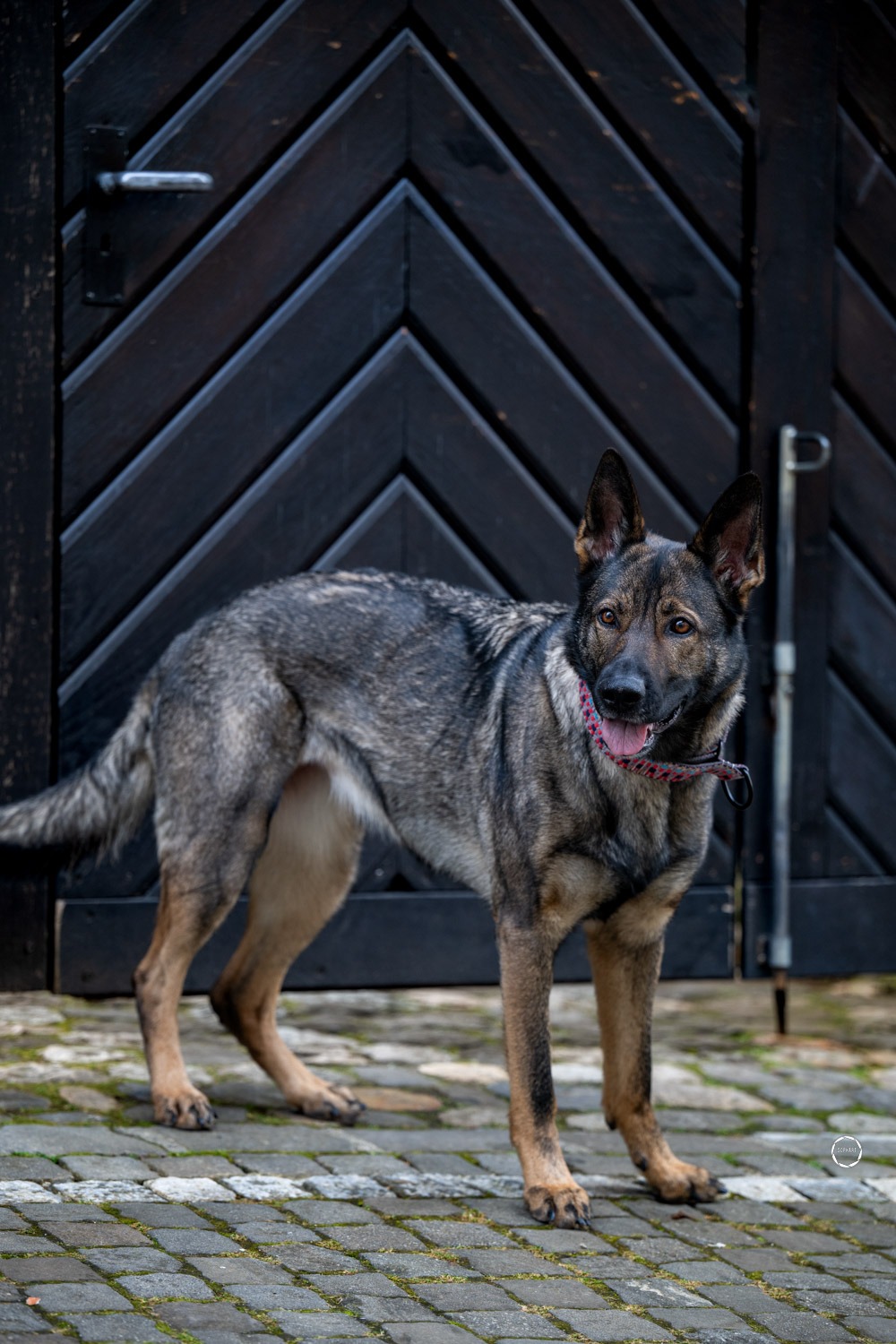 Sophart Photography Hunde Fotoshooting
