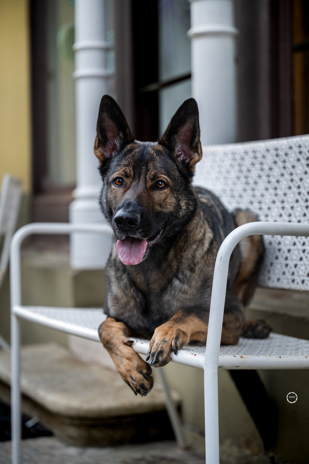 Sophart Photography Hunde Fotoshooting