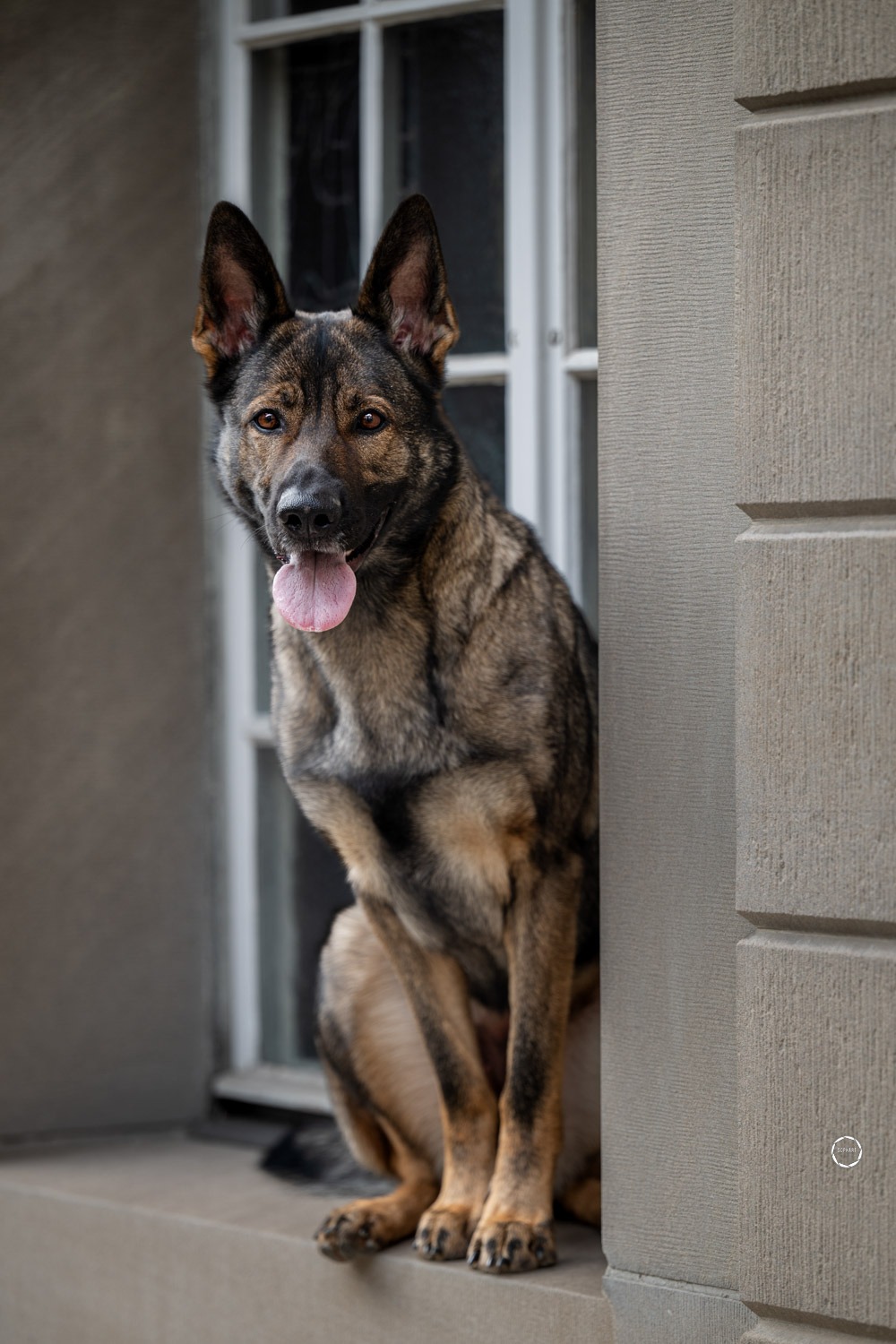 Sophart Photography Hunde Fotoshooting