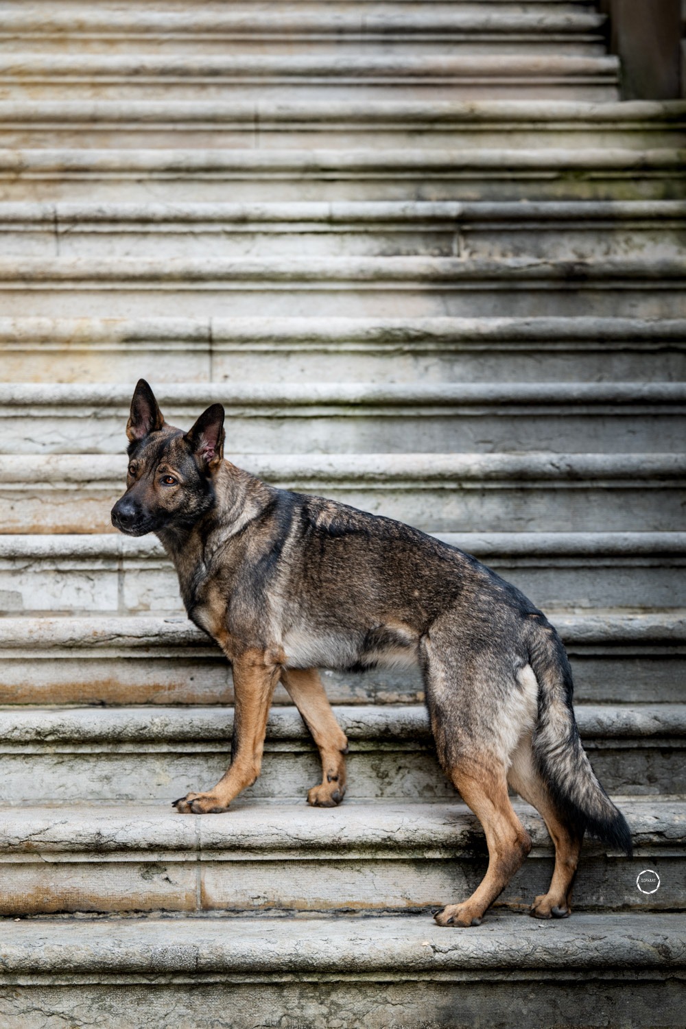 Sophart Photography Hunde Fotoshooting