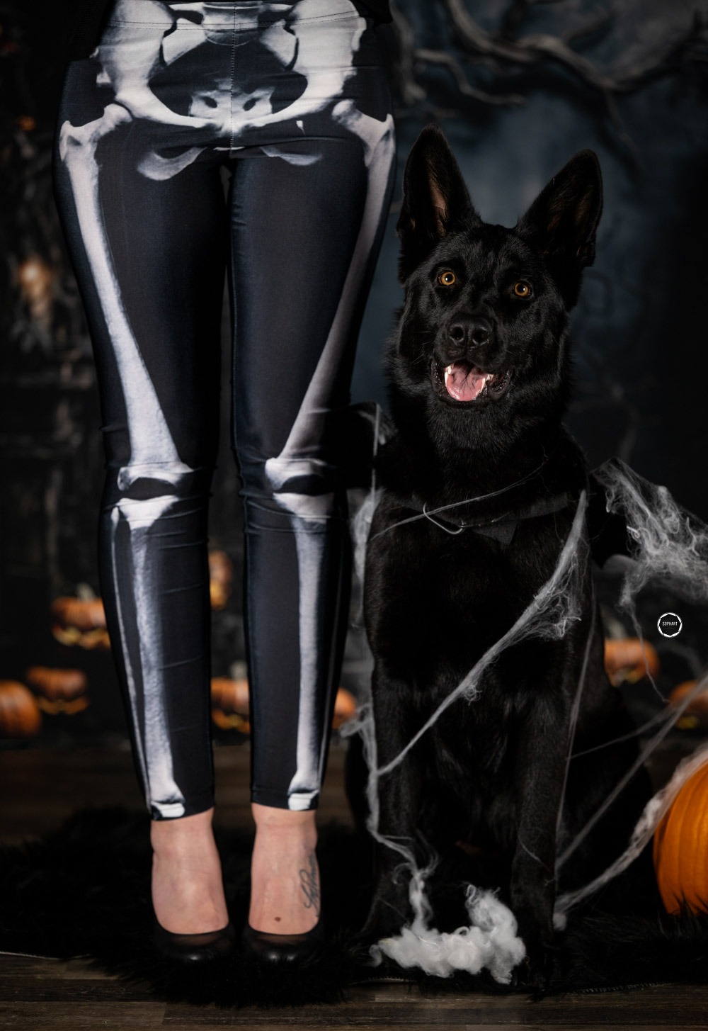 Sophart Photography Hunde Fotografie