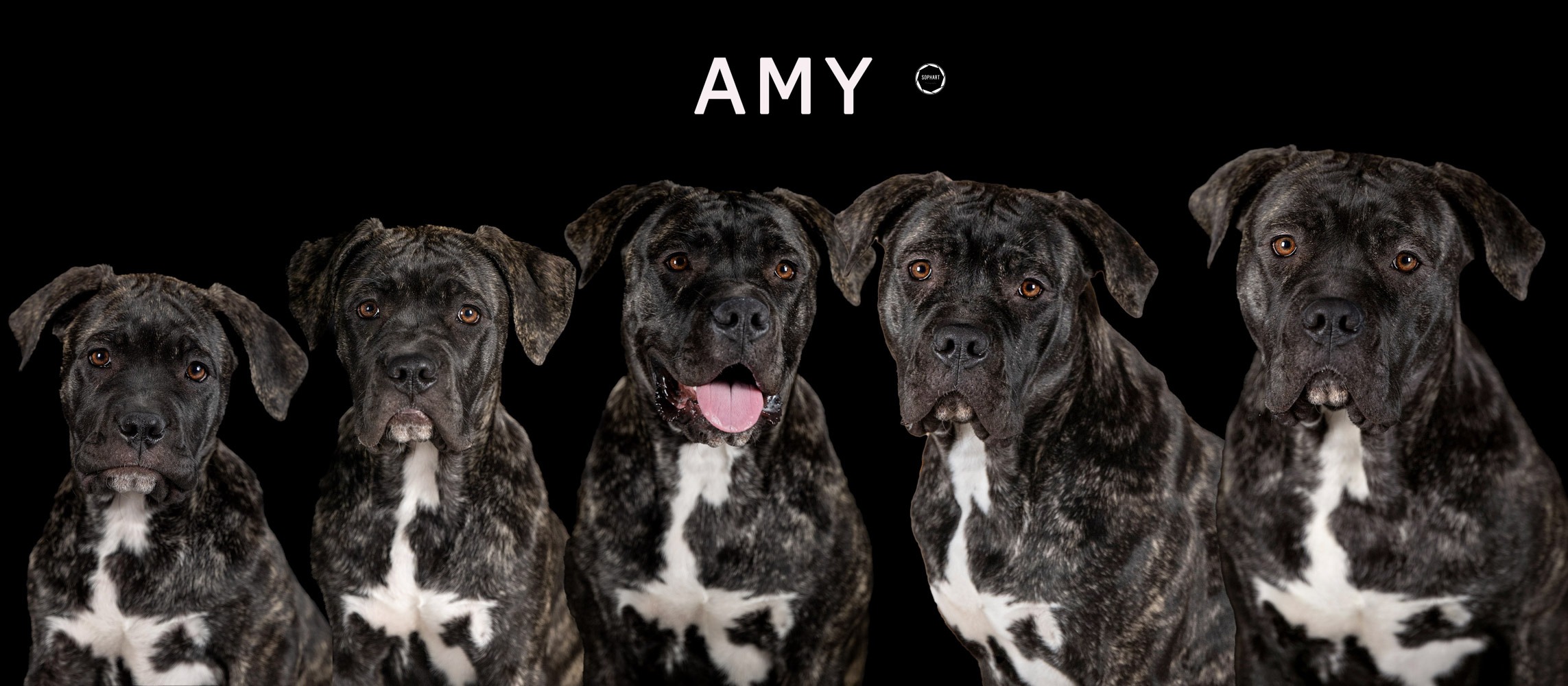 Sophart Photography Hunde Fotografie