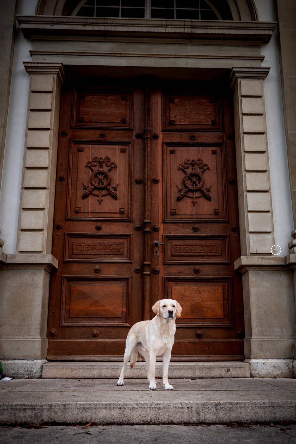 Sophart Photography Hunde Fotoshooting