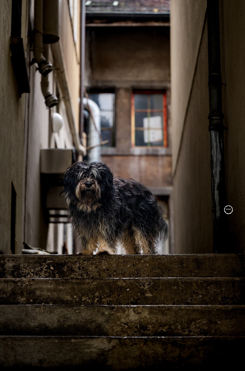 Sophart Photography Hunde Fotoshooting